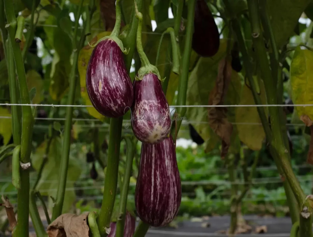 aubergines cultive