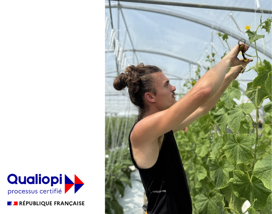 Visuel d'un élève taillant un plant de concombre accompagné du logo de certification Qualiopi