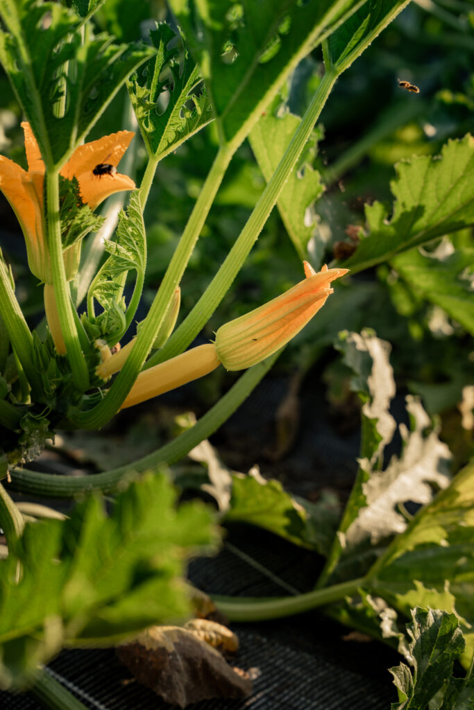 Fleurs de courgette jaune