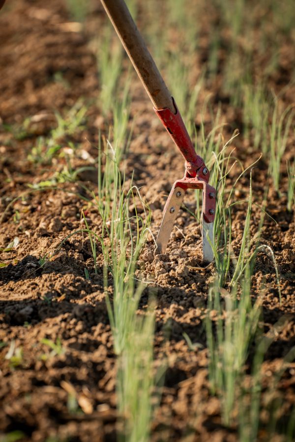 Pratique terrain