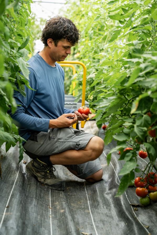 Récolte de tomates