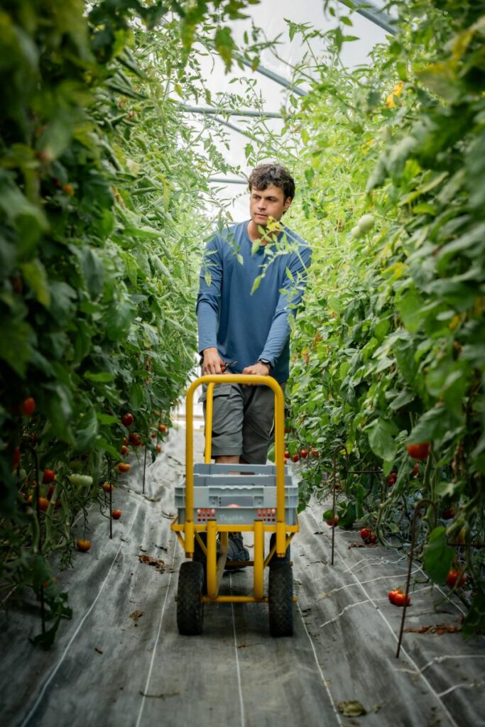 Récolte de tomates bio en serre