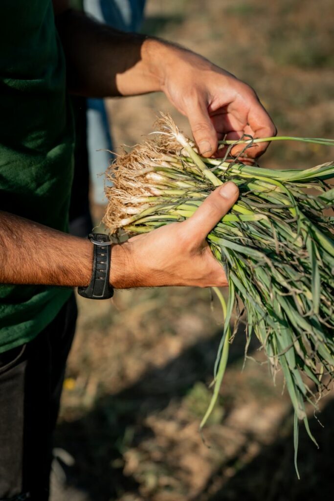 Récolte de cébettes à la ferme Cultive, avant lavage, conditionnement et livraison client